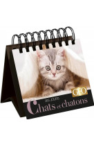 365 jours chats et chatons  - calendrier geo