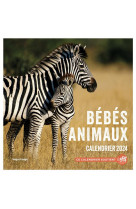 Calendrier mural bebes animaux 2024